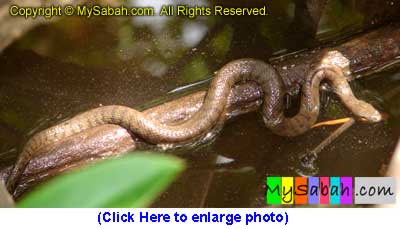 Dog Faced Water Snake of Sabah Borneo