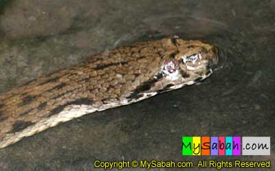 Dog Faced Water Snake of Sabah Borneo