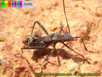 Ant-Mimic Bug of Sabah Borneo