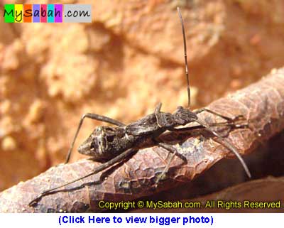 Ant-Mimic Bug of Sabah Malaysia