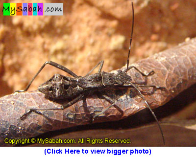 Ant-Mimic Bug of Sabah Borneo