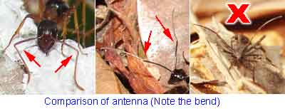 Ant-Mimic Bug of Sabah Malaysia