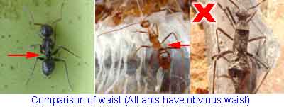 Ant-Mimic Bug of Sabah Borneo