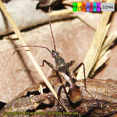 Ant-Mimic Bug of Sabah Malaysia