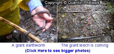 Giant leech of Borneo