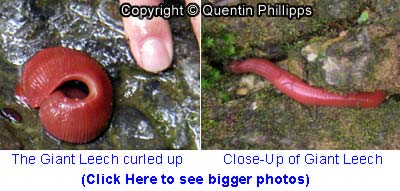 Giant leech of Borneo