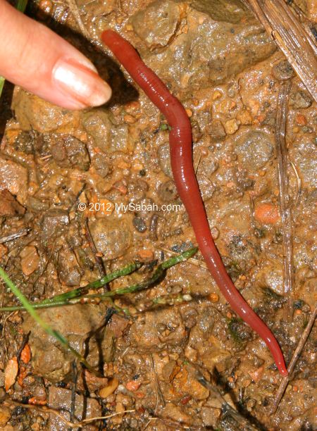 juvenile Giant leech