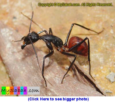 Giant ant of Sabah Borneo