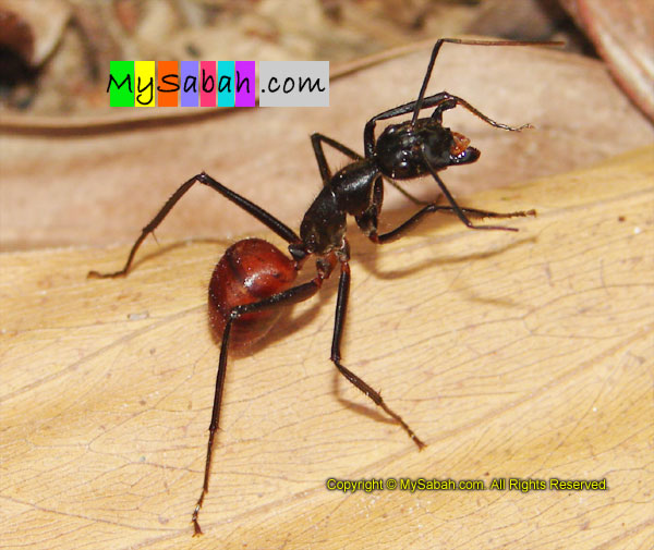 Giant Forest Ant 