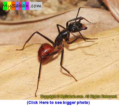 Giant ant of Sabah Malaysia