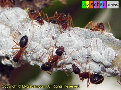 Ant of Sabah Malaysia
