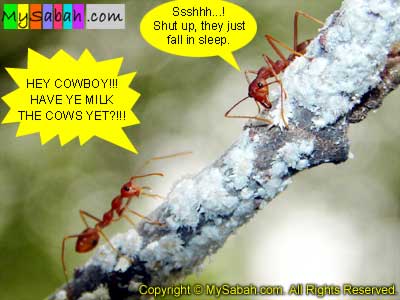 Ant of Sabah Malaysia