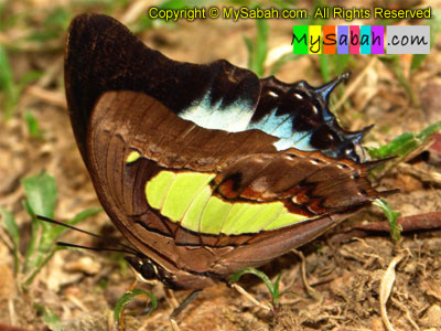 Butterfly eats shit, Sabah, Malaysia