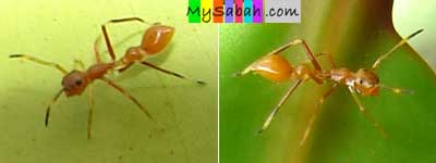 Ants Mimicry, Sabah, Malaysia Borneo