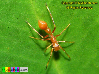 Ant-mimicking Spider, Sabah, Malaysia