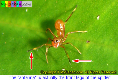 Ant-mimicking Spider, Sabah, Malaysia