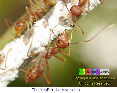 Ants Mimicry, Sabah, Malaysia Borneo