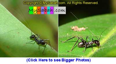 Ant-mimicking Spider, Sabah, Malaysia
