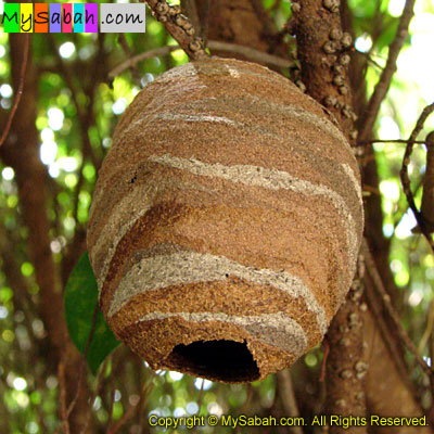 Bee of Sabah, Malaysia
