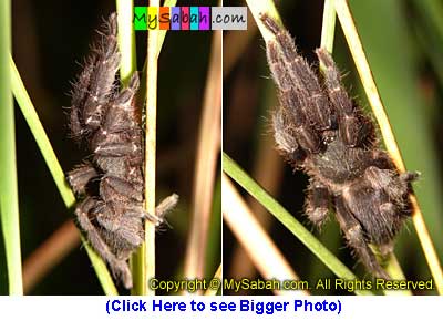 Spider, Sabah, Malaysia Borneo