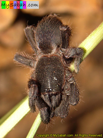 Tarantula, Sabah, Malaysia Borneo