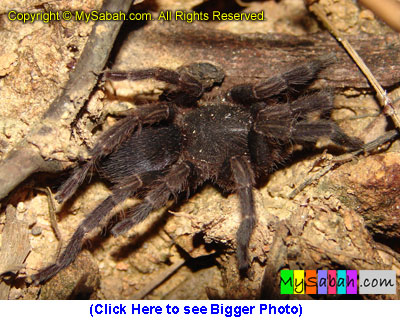 Spider, Sabah, Malaysia Borneo