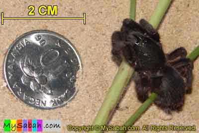 Tarantula, Sabah, Malaysia Borneo