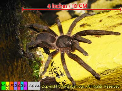 Tarantula, Sabah, Malaysia Borneo