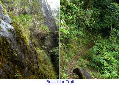 Kinabalu Park, Sabah, Malaysia Borneo