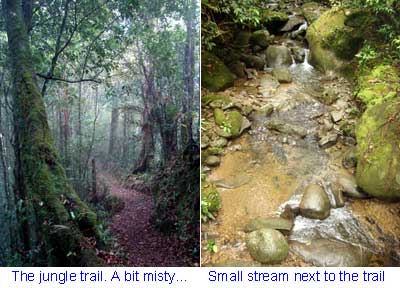 Kinabalu Park, Sabah, Malaysia Borneo