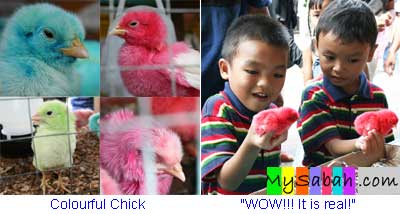 Chick