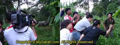 Borneo Pygmy Elephant