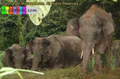 Borneo Pygmy Elephant