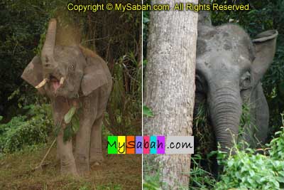 Borneo Pygmy Elephant