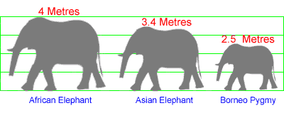 Borneo Pygmy Elephant