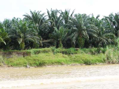 Oil Palm