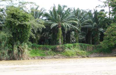 Oil Palm