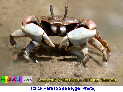 Crabs