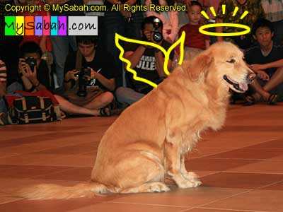 Dog Talent Show