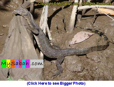 Monitor Lizard