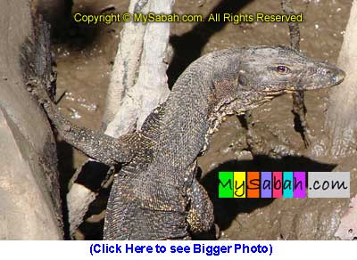 Monitor Lizard