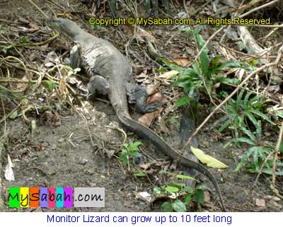 Monitor Lizard