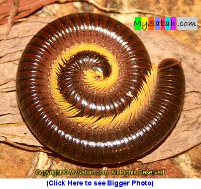 Tractor Millipede