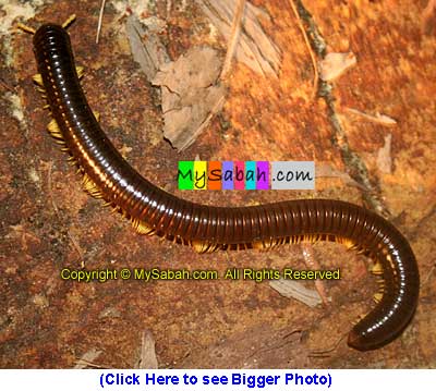 Tractor Millipede