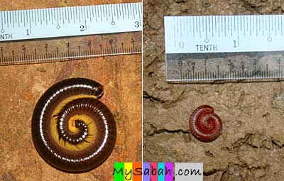 Tractor Millipede