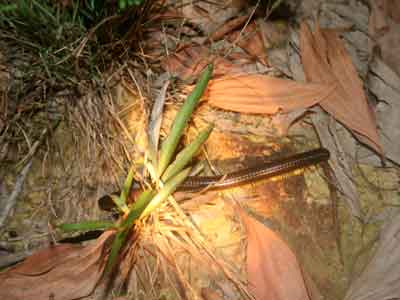 Tractor Millipede