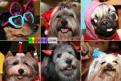 Dog Fashion Show