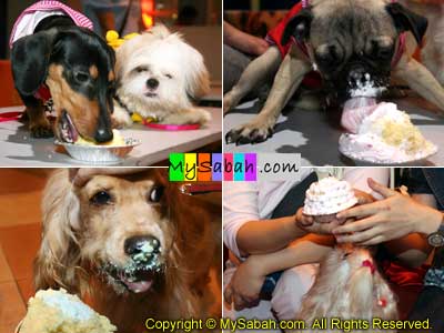 Dogs eating cake