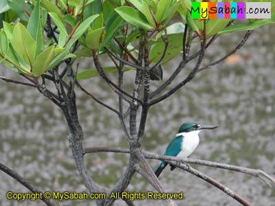 White Collared Kingfisher