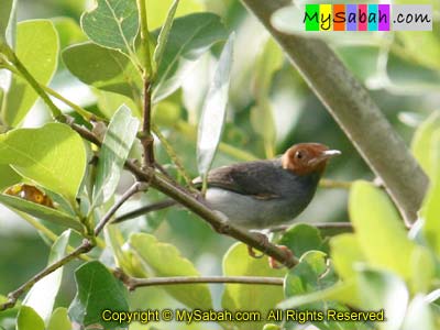 Ashy Tailorbird